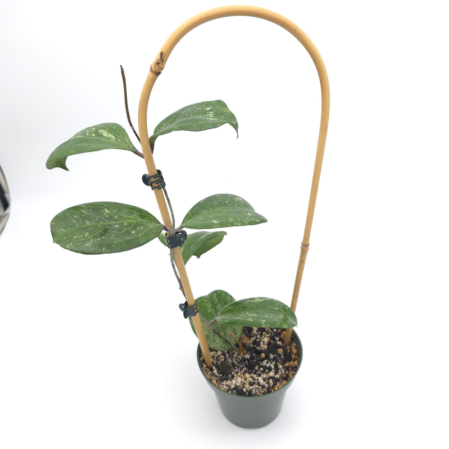 Hoya 'Michele' (MB 1255) 4.5 inch pot 808