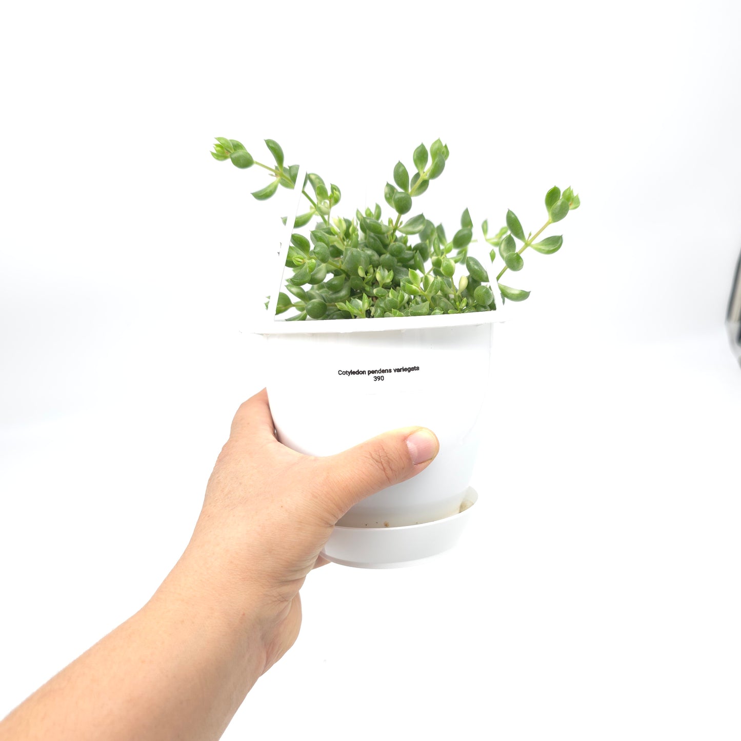 Cotyledon pendens variegata 4.5 inch hanging basket 390