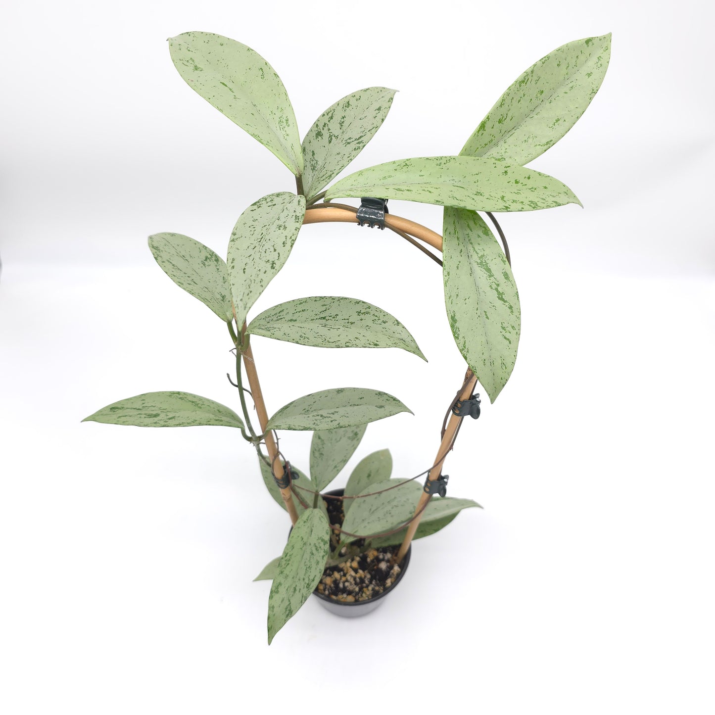 Hoya pubicalyx Pink Silver Ghost 4 inch pot 224