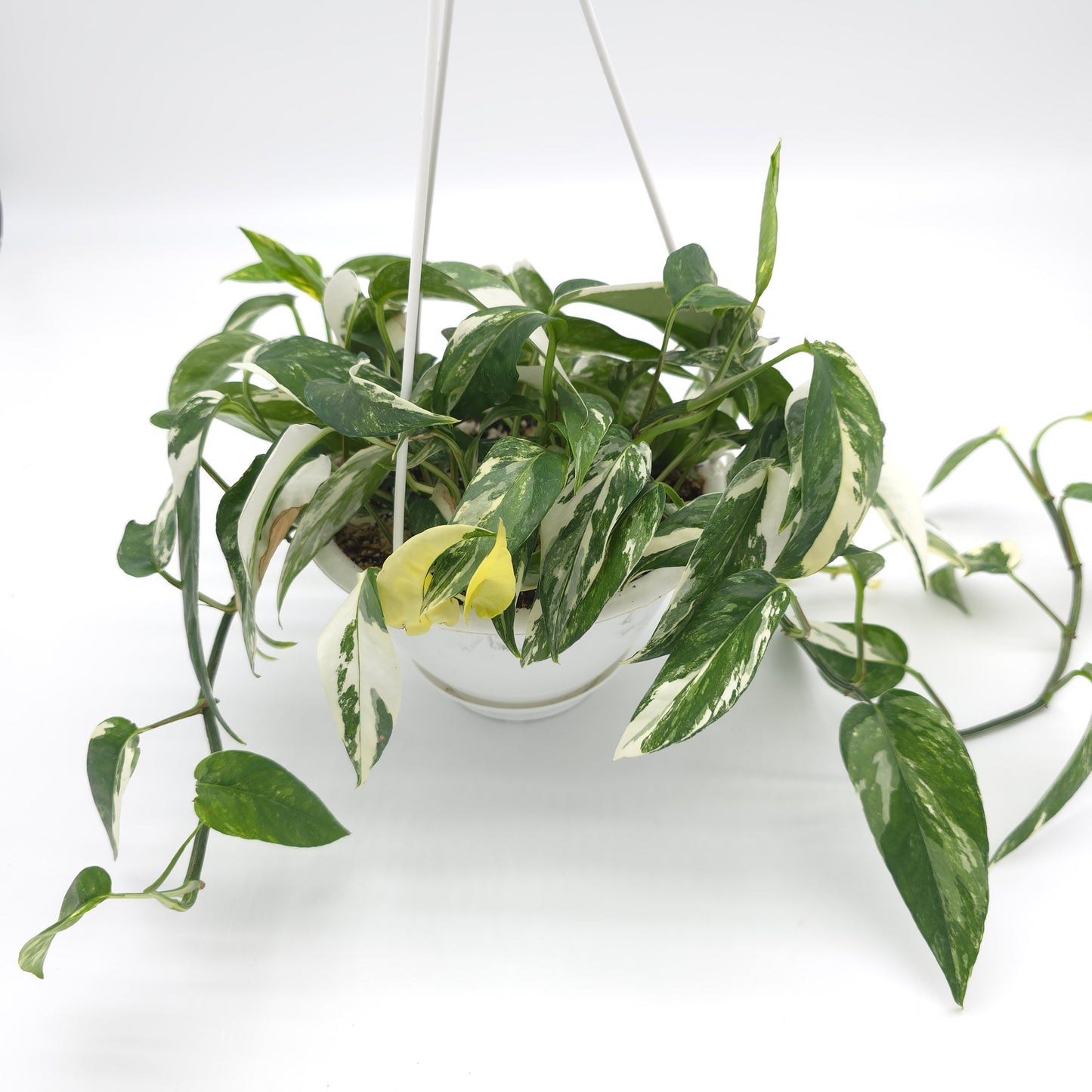 Epipremnum pinnatum albo variegata 6 inch hanging basket 825