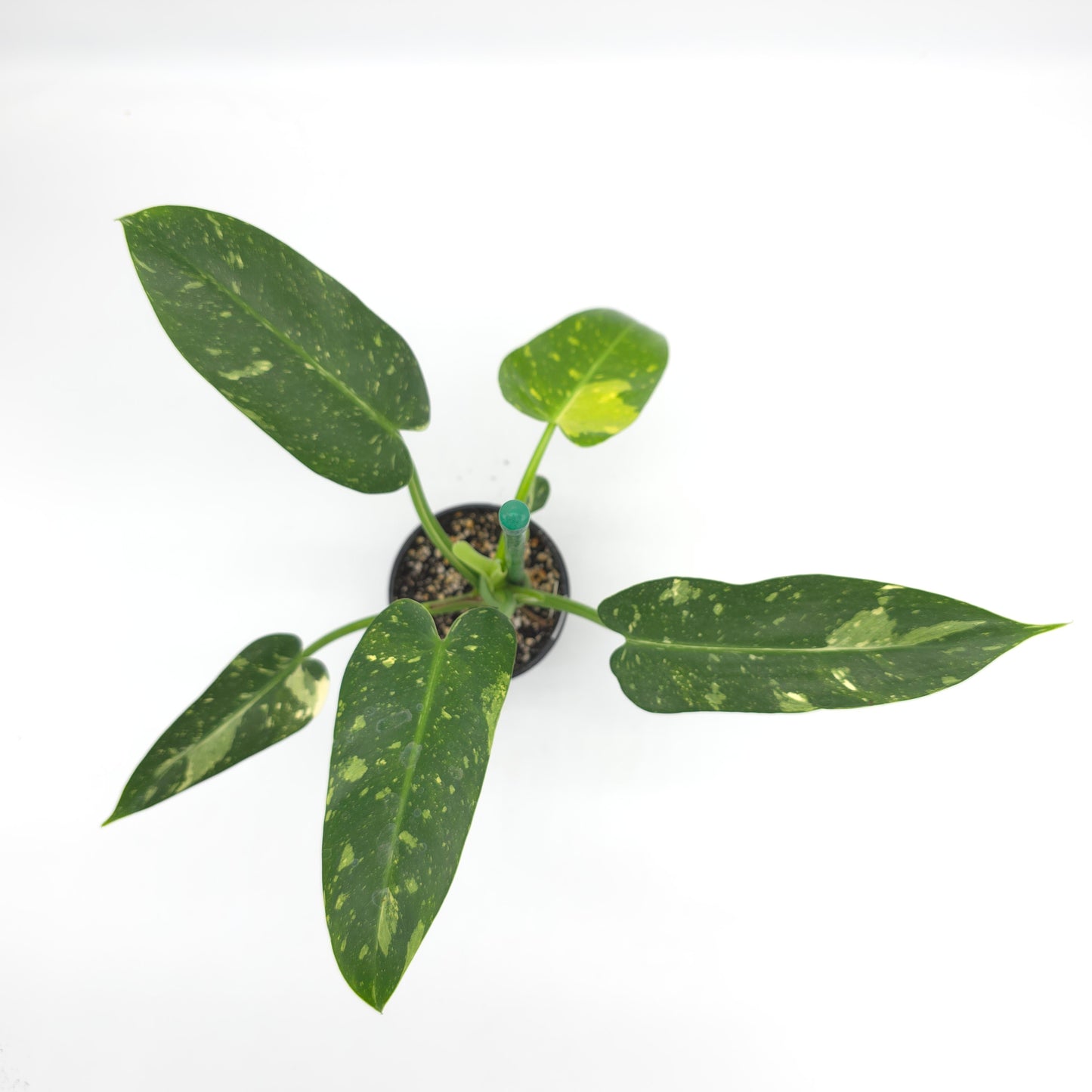 Philodendron Texas Jose Buono aka NOID 4 inch pot 645
