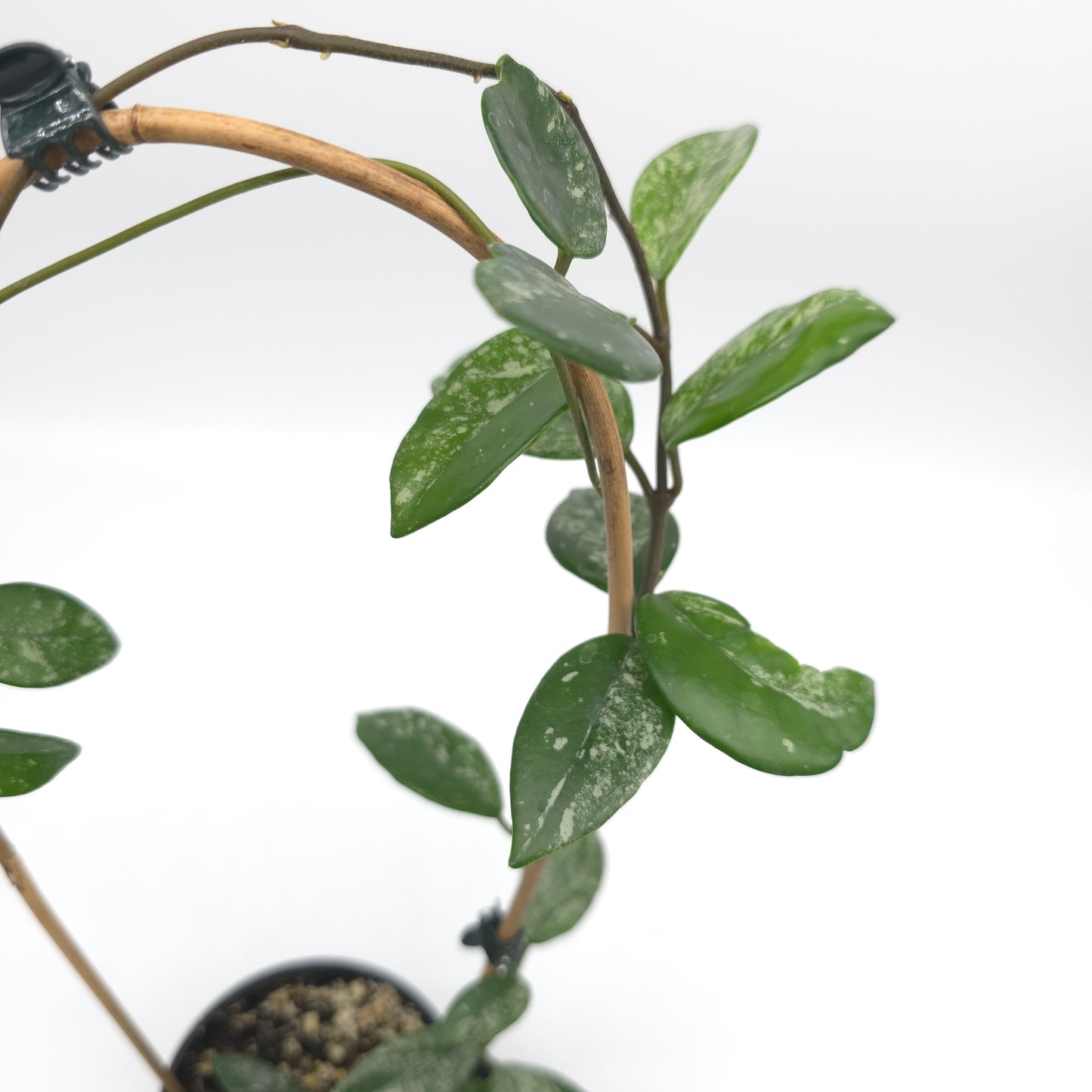 Hoya carnosa Wilber Graves China 4 inch pot 385