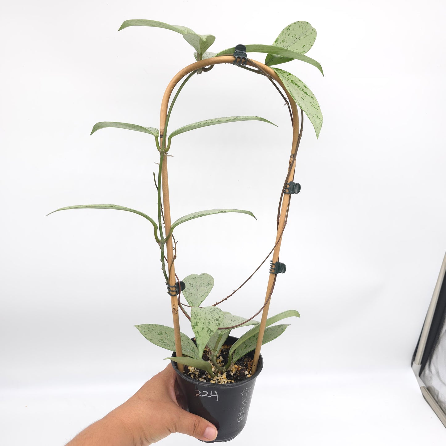 Hoya pubicalyx Pink Silver Ghost 4 inch pot 224