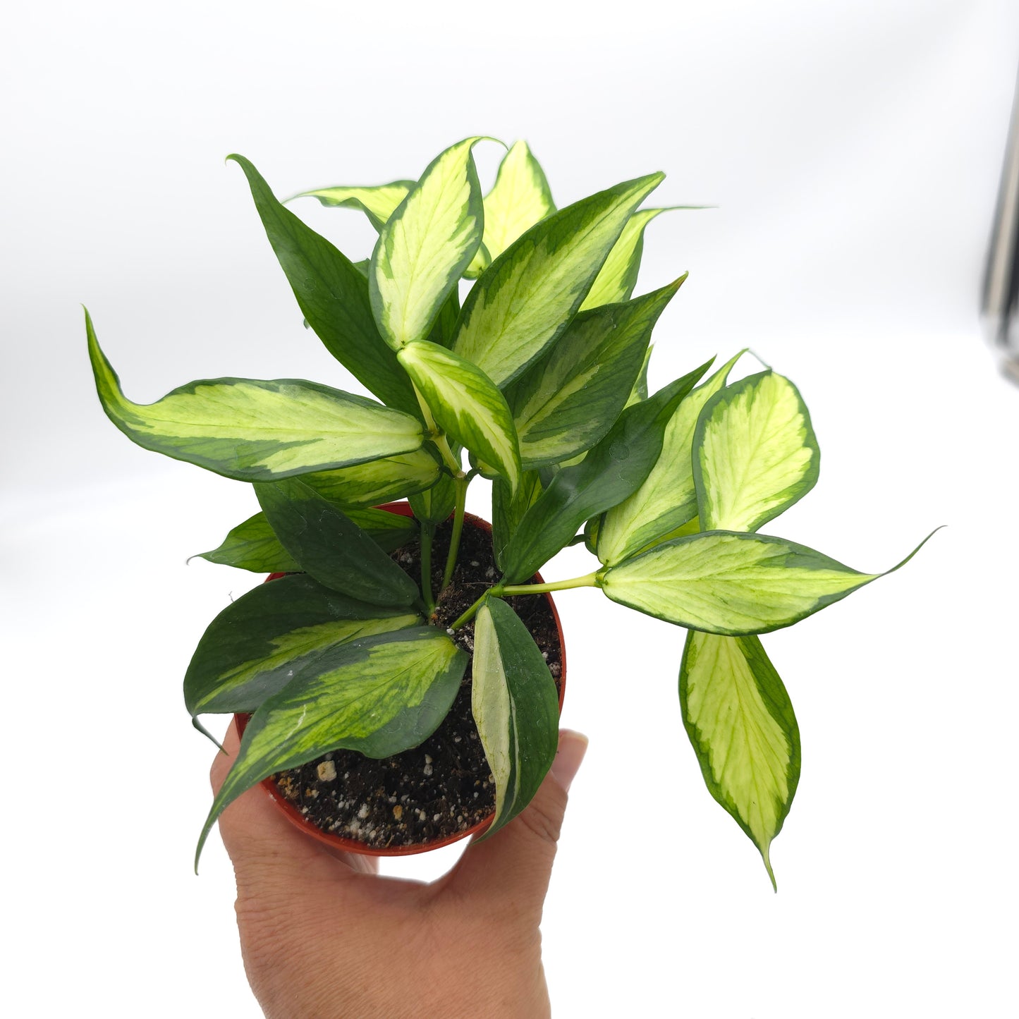 Hoya polyneura inner variegated 3 inch pot 236
