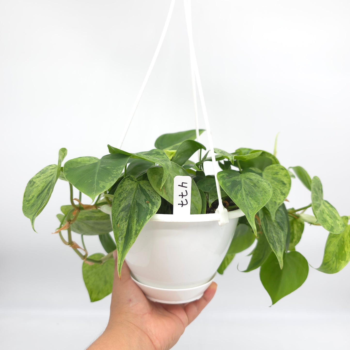 Philodendron hederaceum variegated 6 inch hanging basket 477