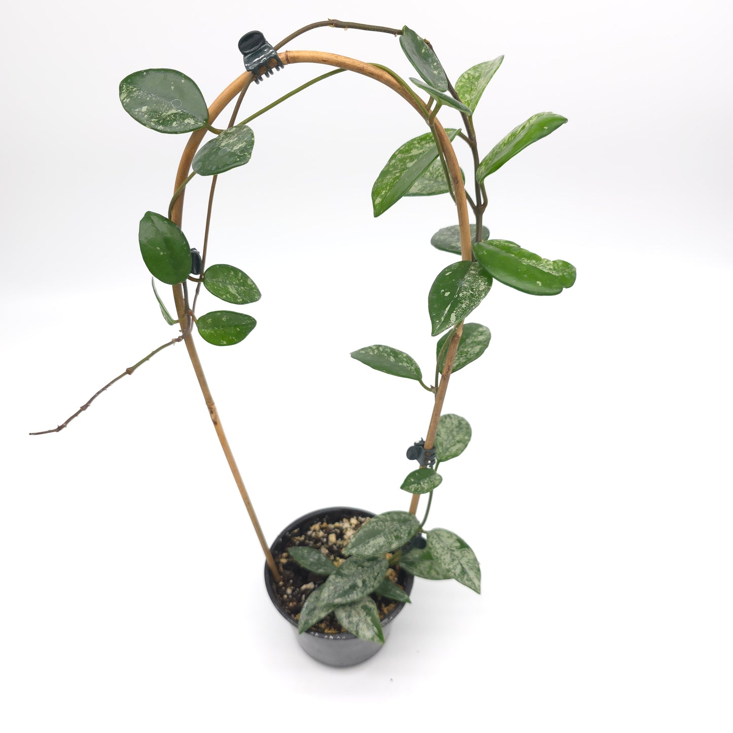 Hoya carnosa Wilber Graves China 4 inch pot 385