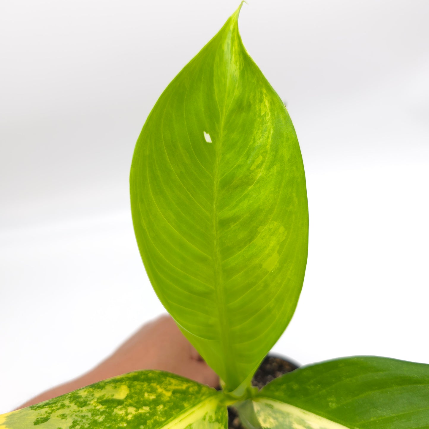 Dieffenbachia Big Ben 4 inch pot 199