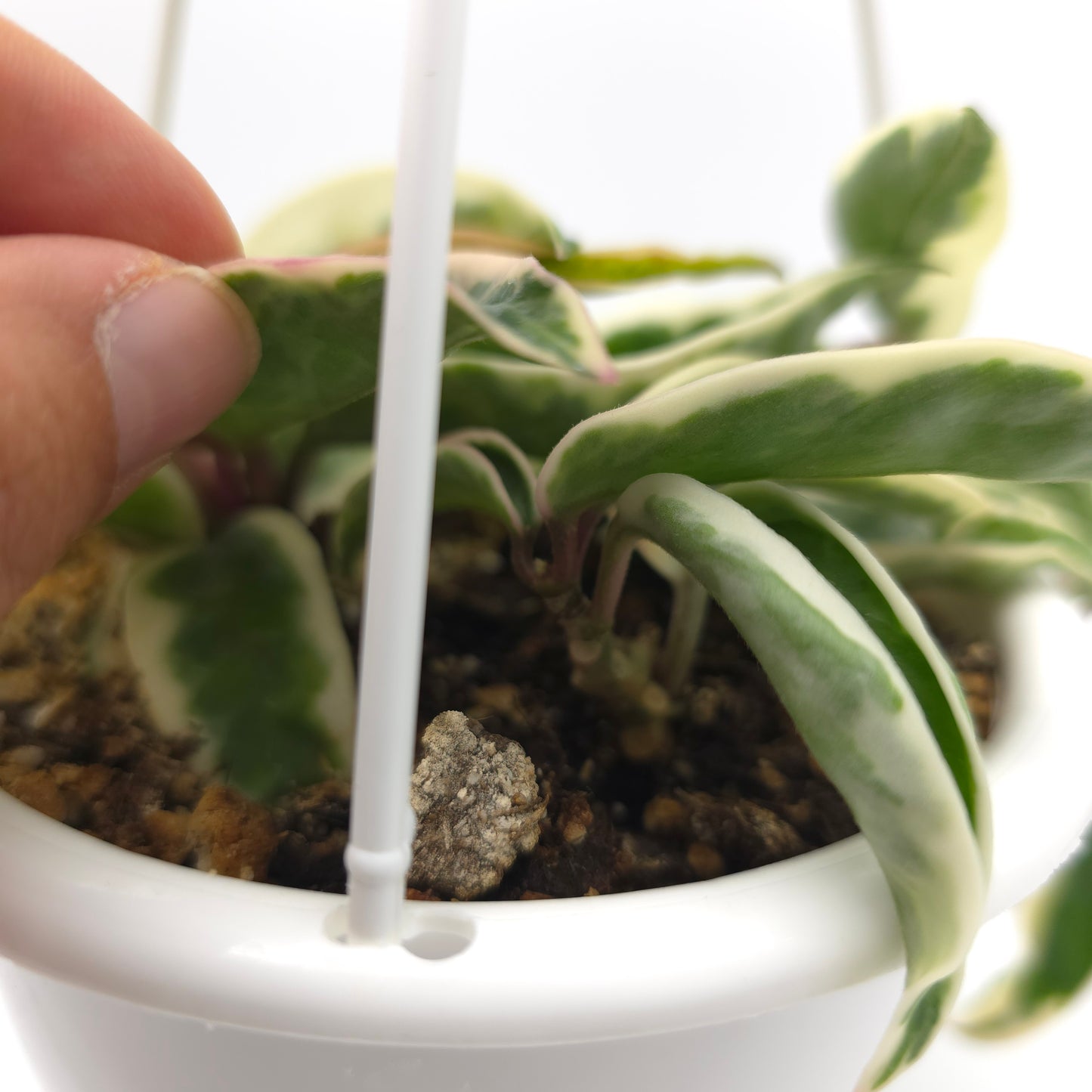 Hoya carnosa Suzie Q 4.5 inch hanging basket 364