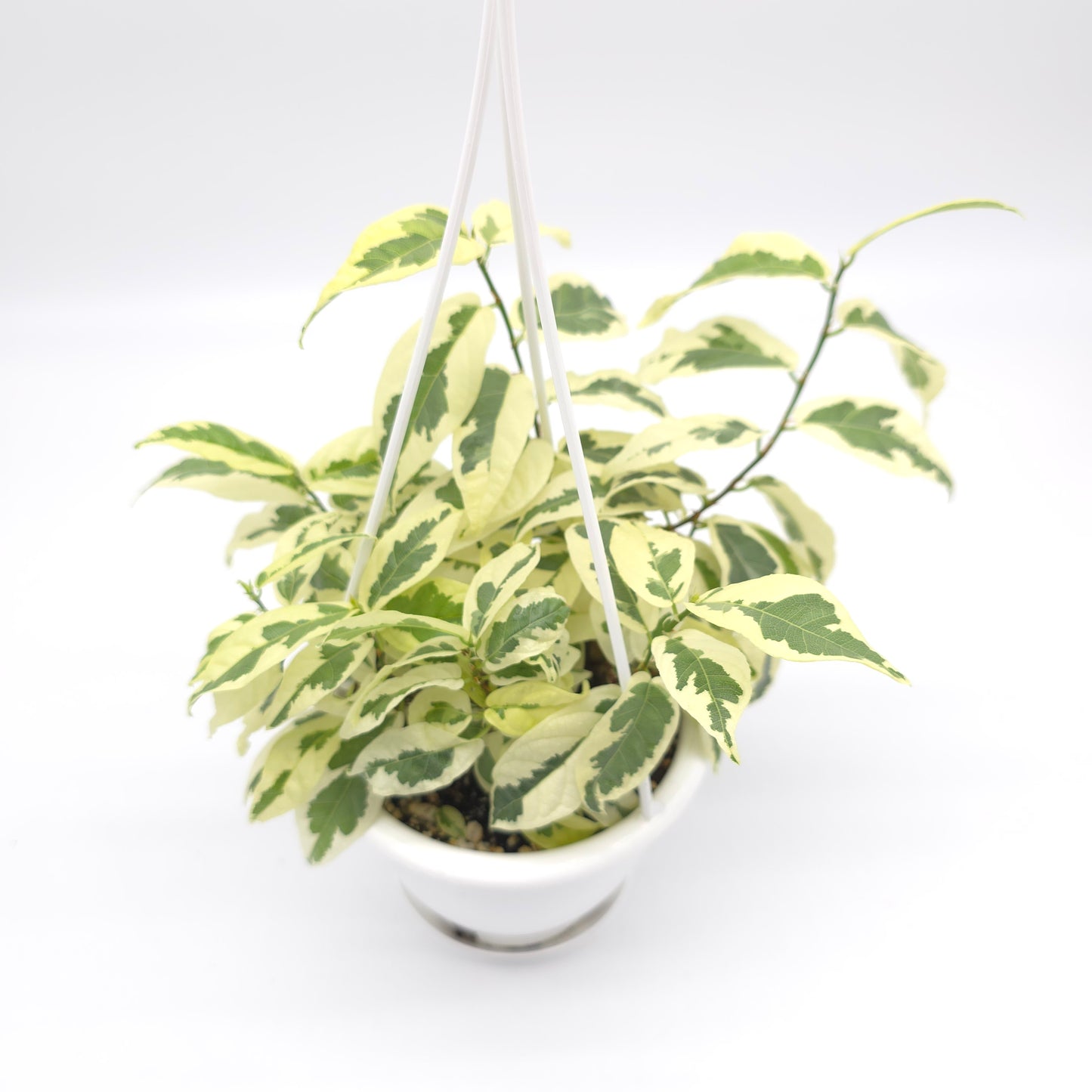 Ficus sagittata variegata 4.5 inch hanging basket 868