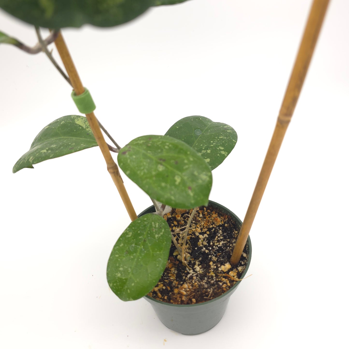 Hoya 'Michele' (MB1255) 4.5 inch pot 933