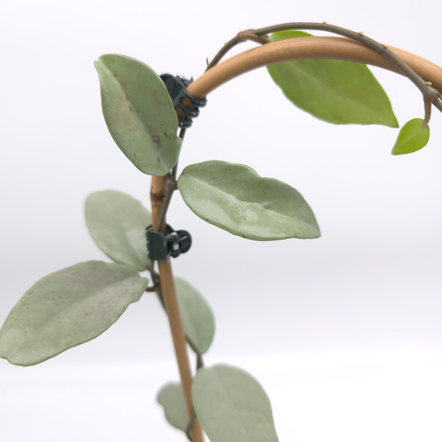 Hoya Wilber Graves Silver 4 inch pot 370