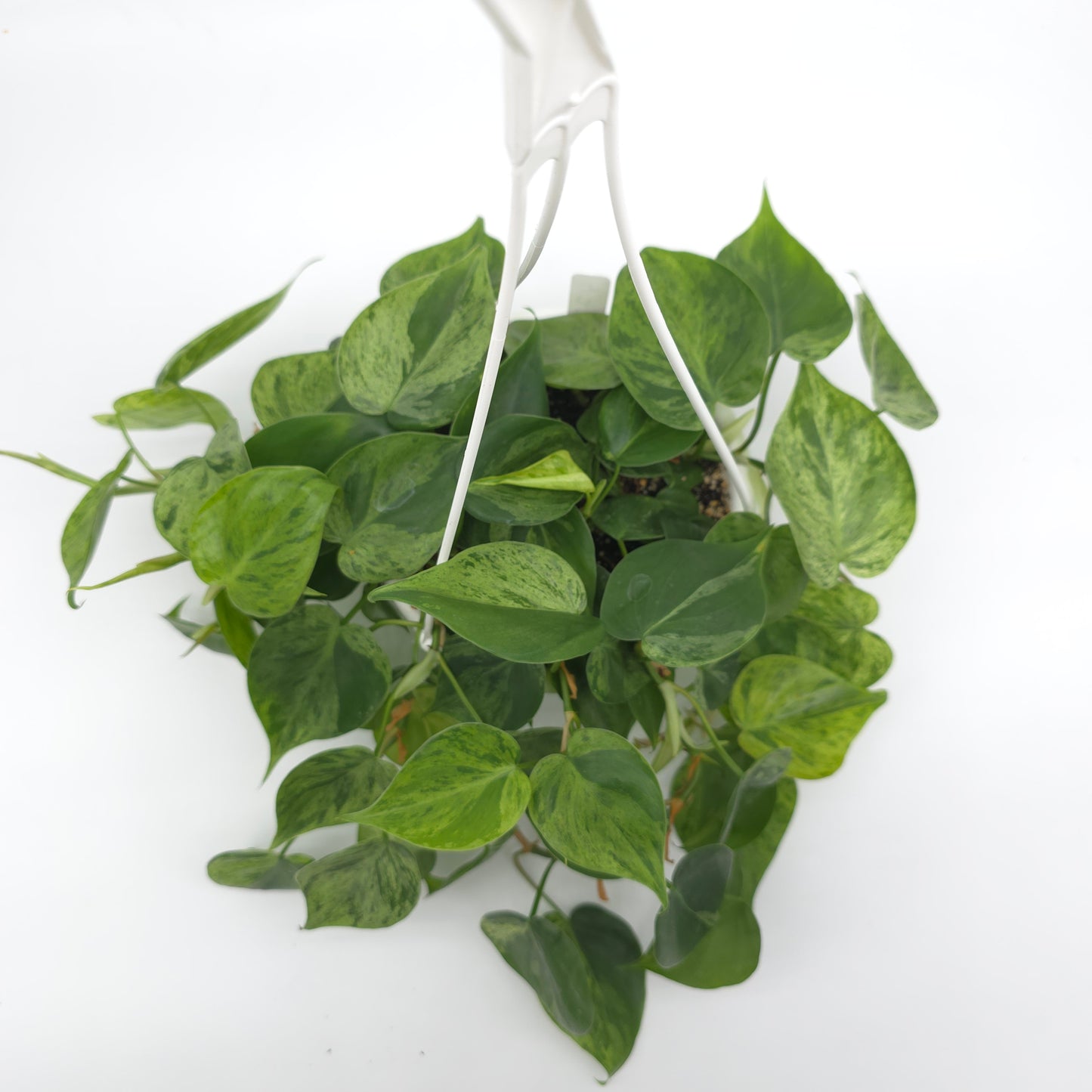 Philodendron hederaceum variegated 6 inch hanging basket 477