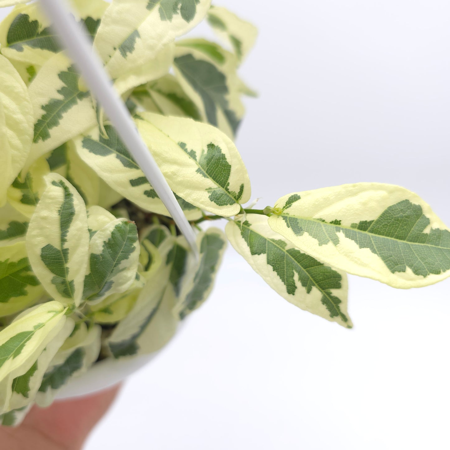 Ficus sagittata variegata 4.5 inch hanging basket 868