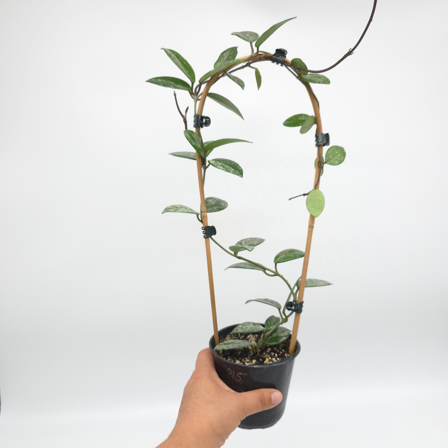 Hoya carnosa Wilber Graves China 4 inch pot 815