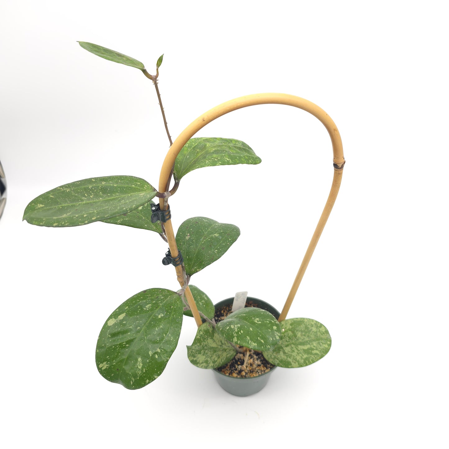 Hoya 'Michele' (MB1255) 4.5 inch pot 412