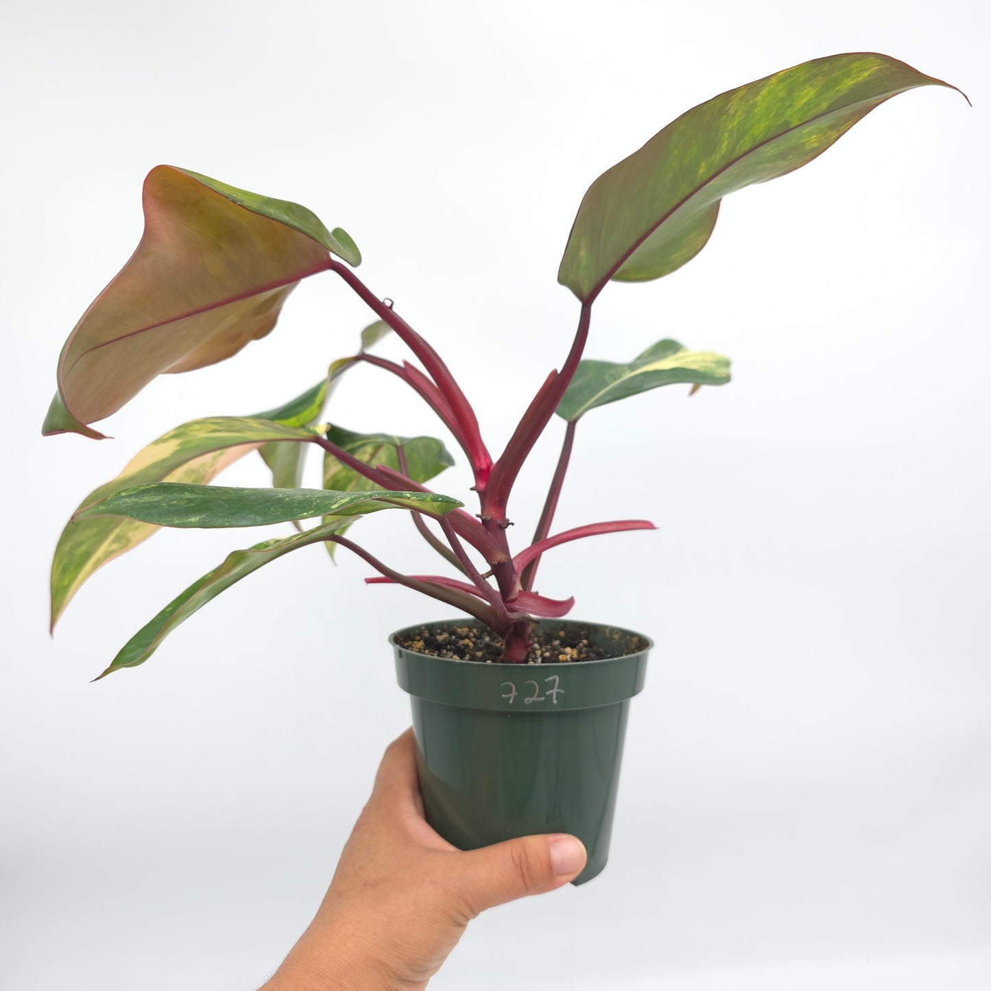 Philodendron Strawberry Shake 4.5 inch pot 727