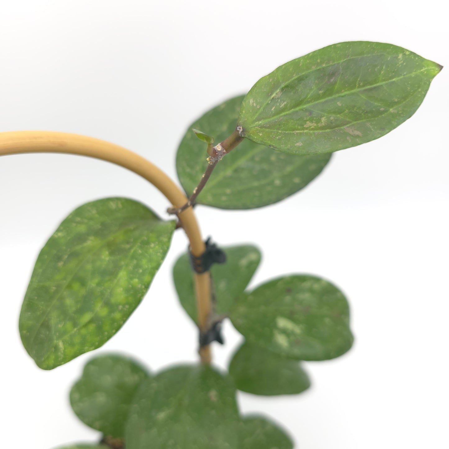 Hoya 'Michele' (MB1255) 4.5 inch pot 412