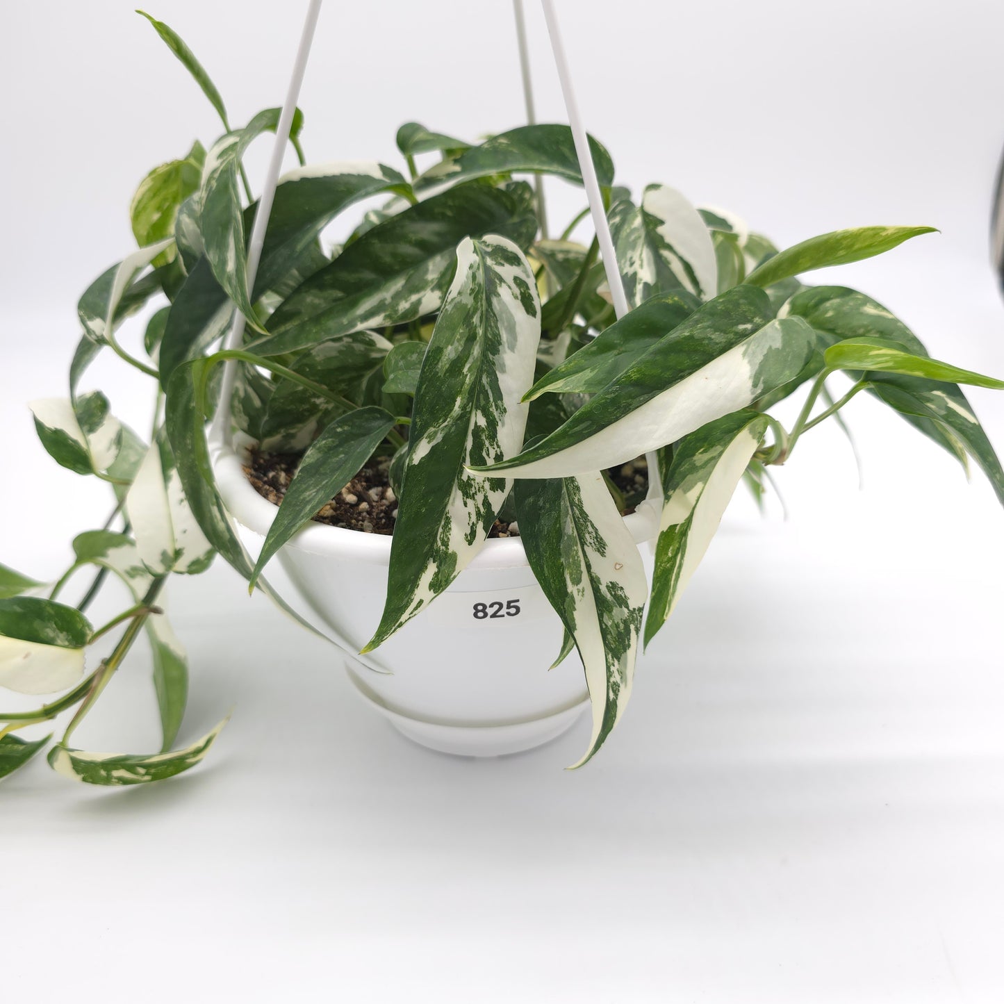 Epipremnum pinnatum albo variegata 6 inch hanging basket 825