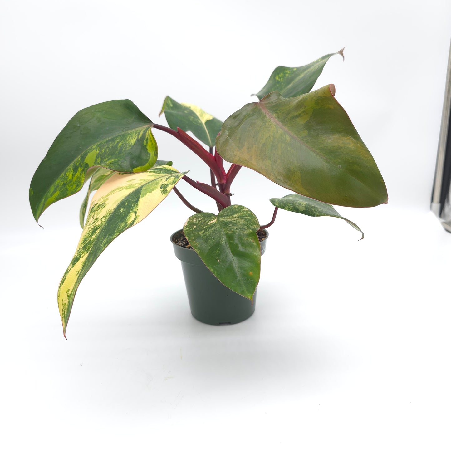 Philodendron Strawberry Shake 4.5 inch pot 727