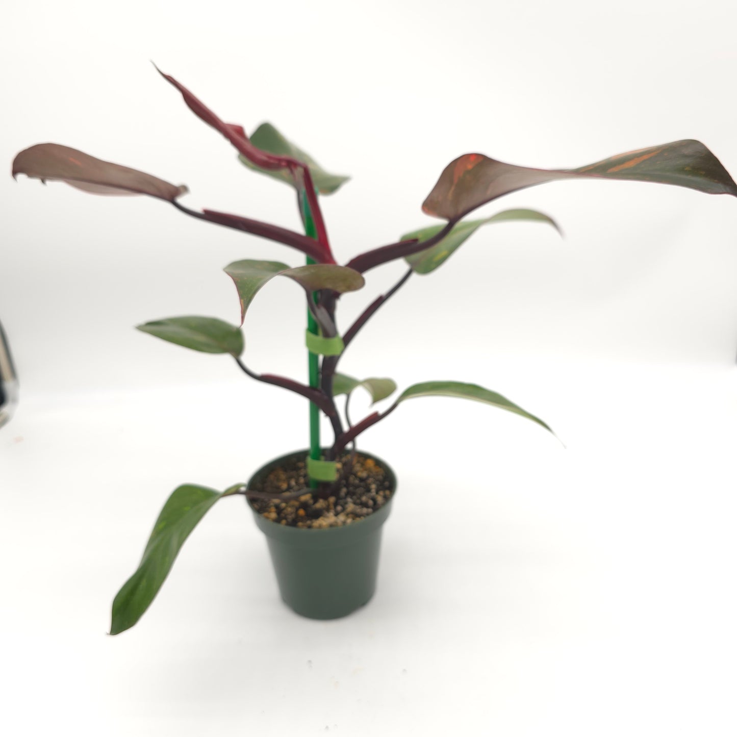 Philodendron Orange Princess 4.5 inch pot 246