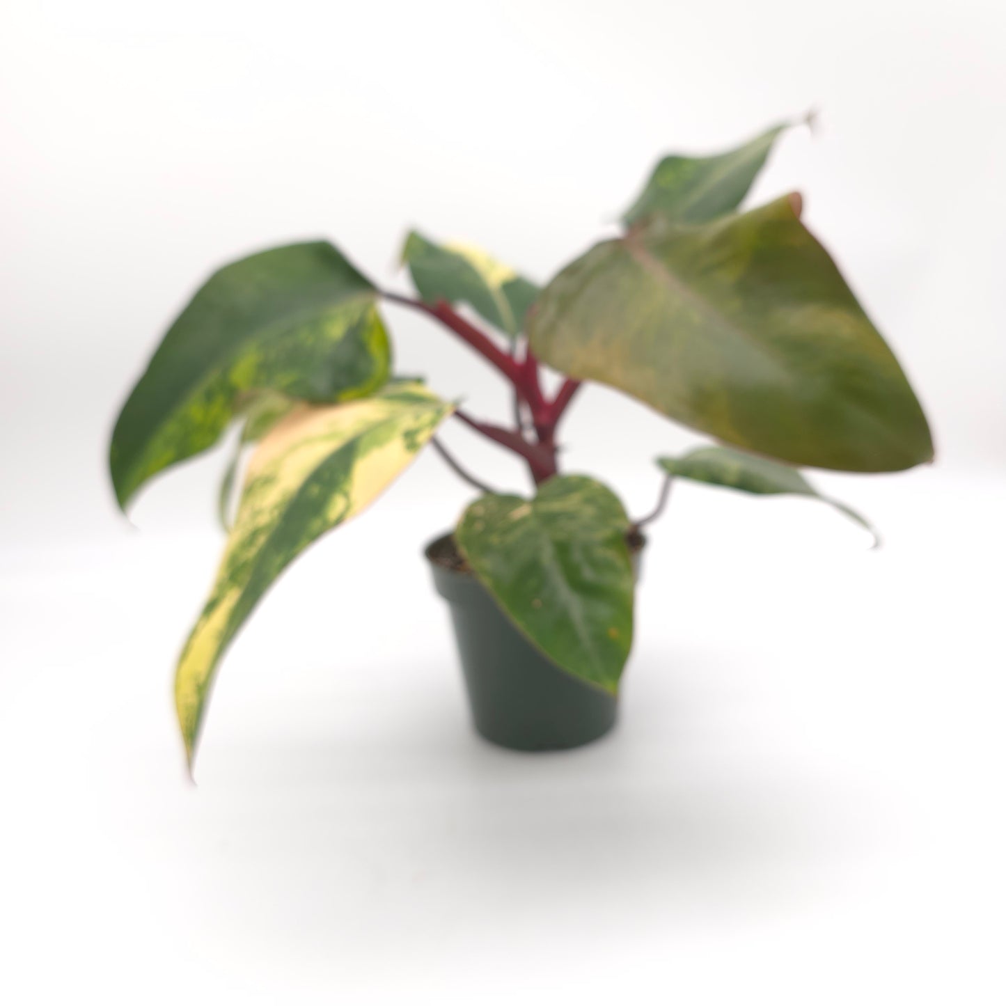 Philodendron Strawberry Shake 4.5 inch pot 727