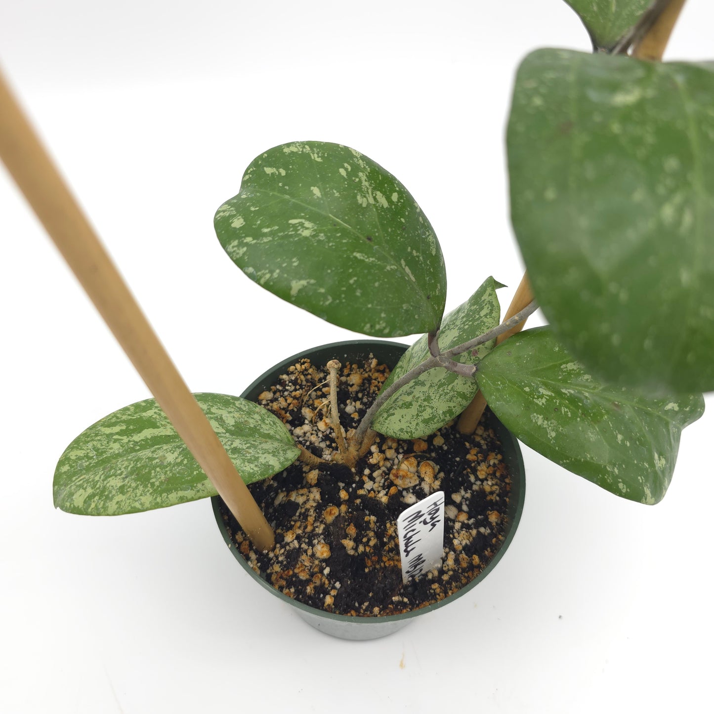Hoya 'Michele' (MB1255) 4.5 inch pot 412