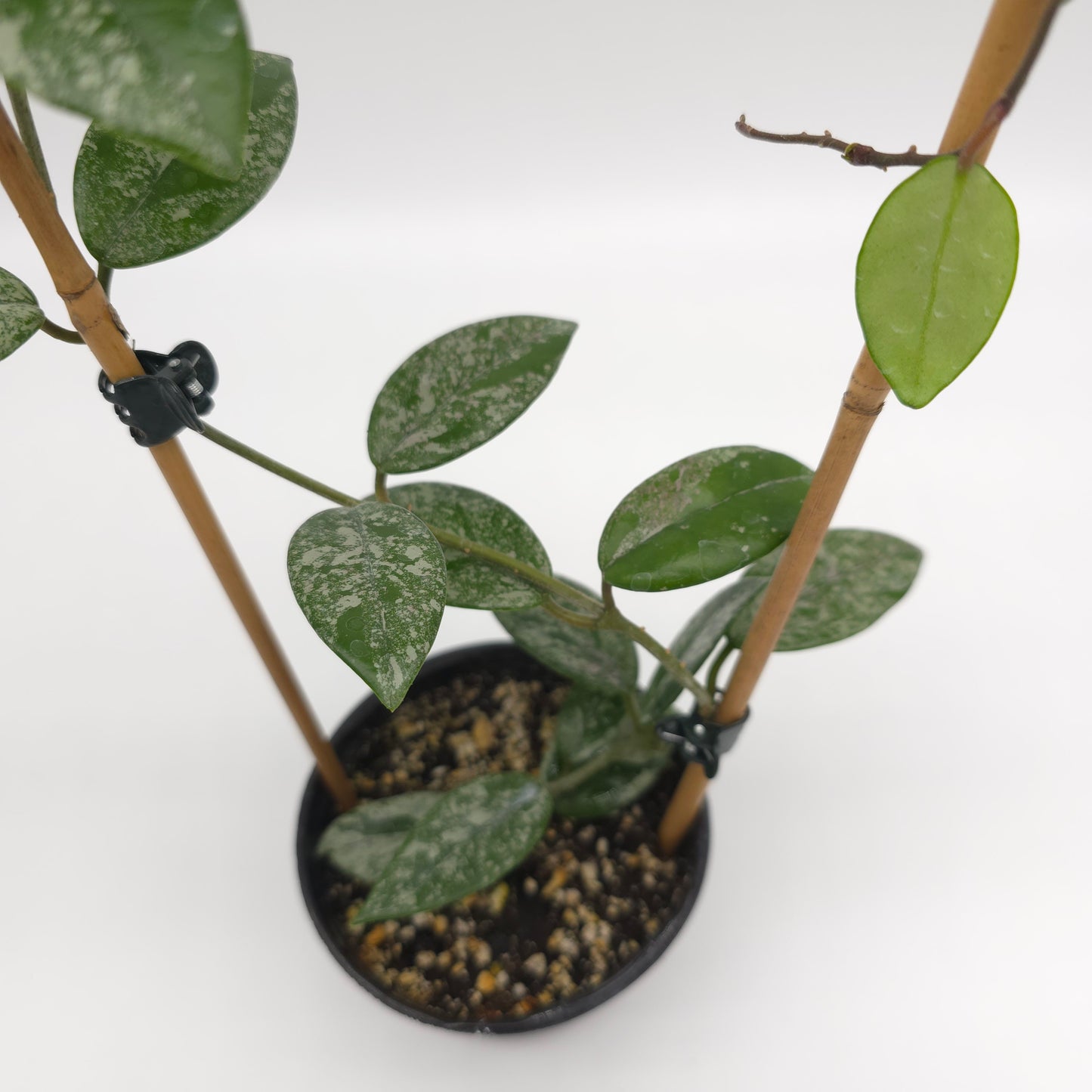 Hoya carnosa Wilber Graves China 4 inch pot 815