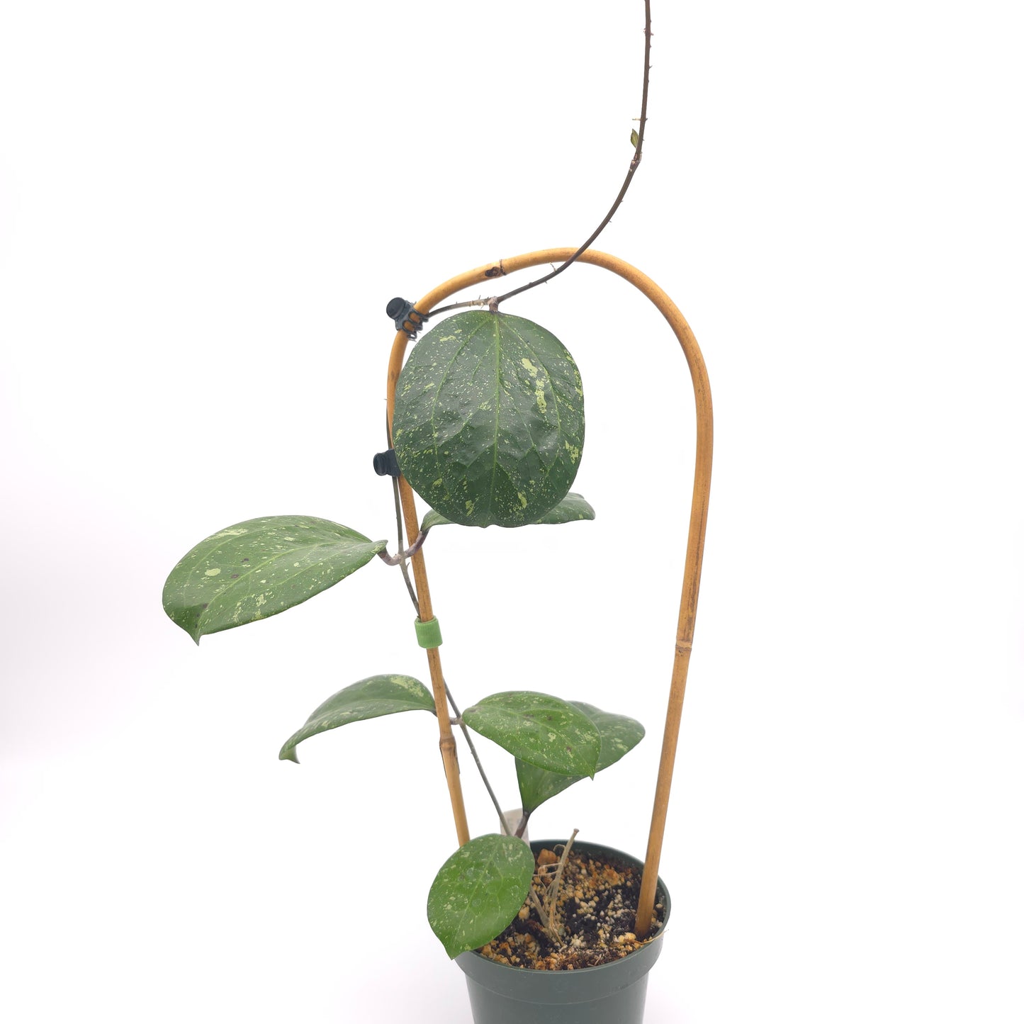 Hoya 'Michele' (MB1255) 4.5 inch pot 933