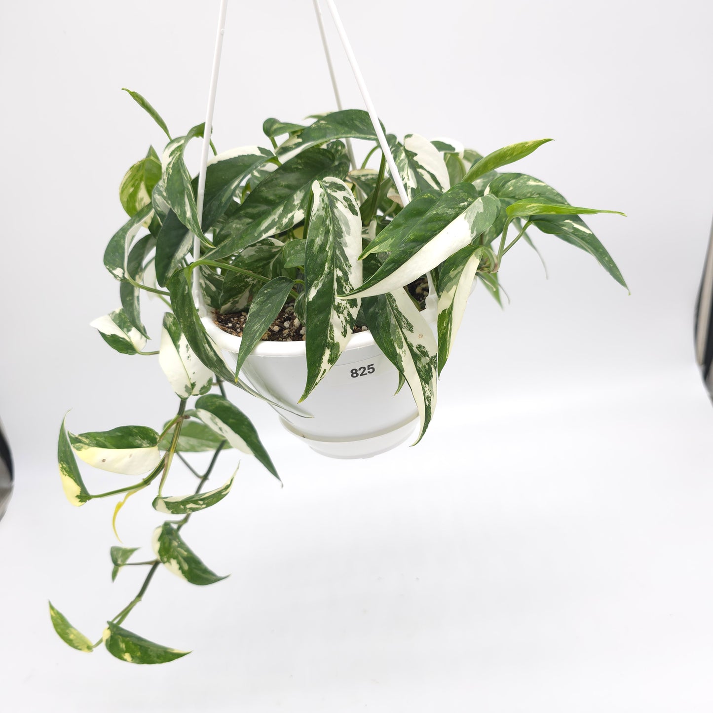 Epipremnum pinnatum albo variegata 6 inch hanging basket 825