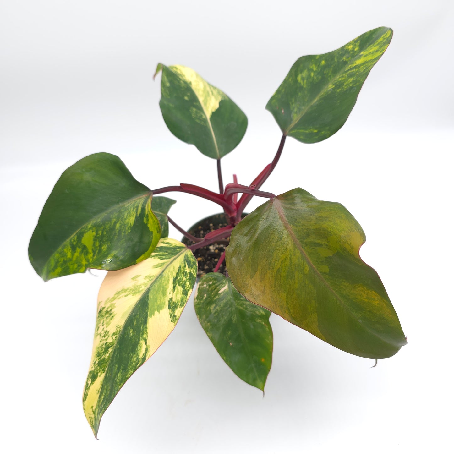 Philodendron Strawberry Shake 4.5 inch pot 727