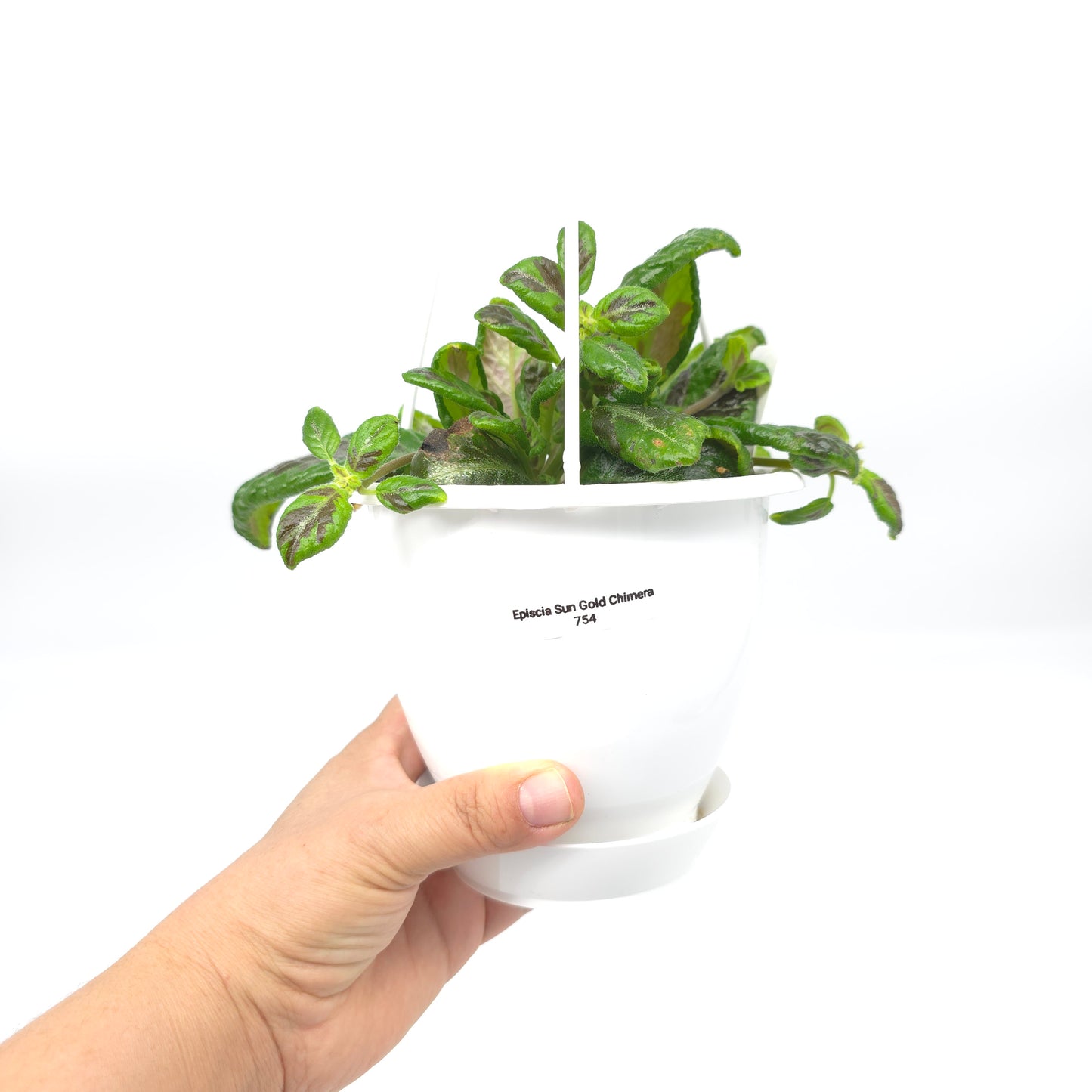 Episcia Sun Gold Chimera 4.5 inch hanging basket 754