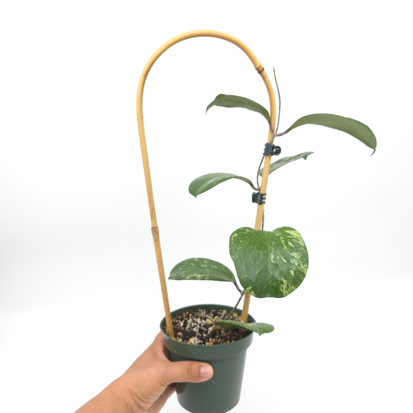 Hoya 'Michele' (MB 1255) 4.5 inch pot 808