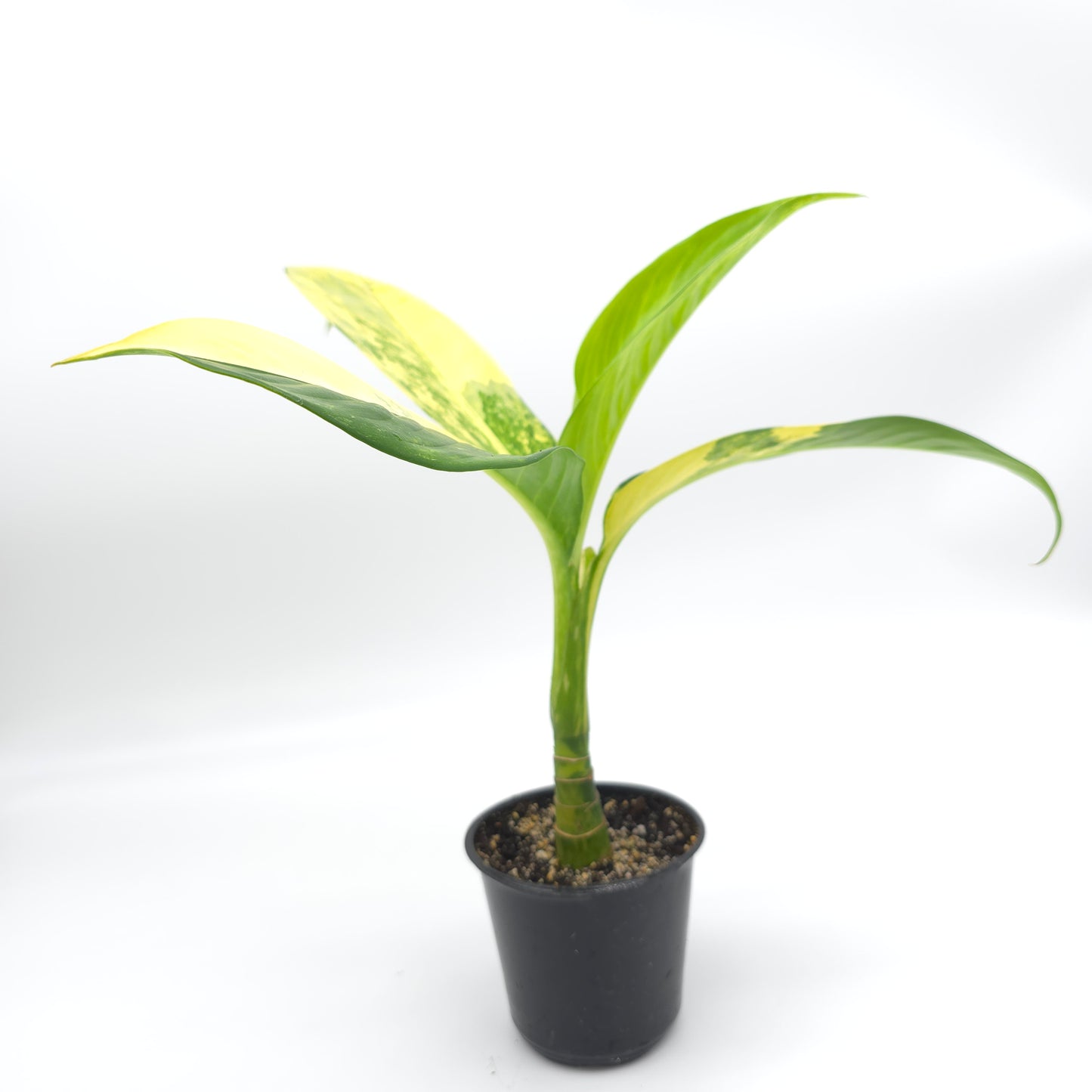 Dieffenbachia Big Ben 4 inch pot 199