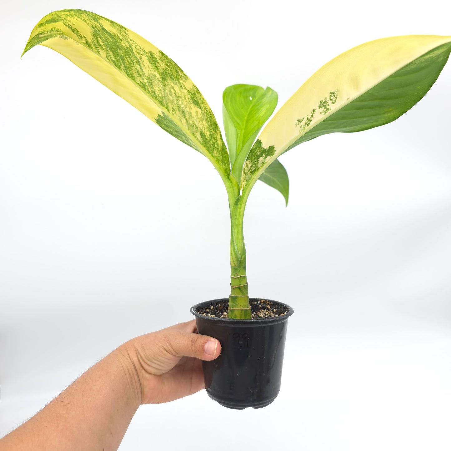 Dieffenbachia Big Ben 4 inch pot 199