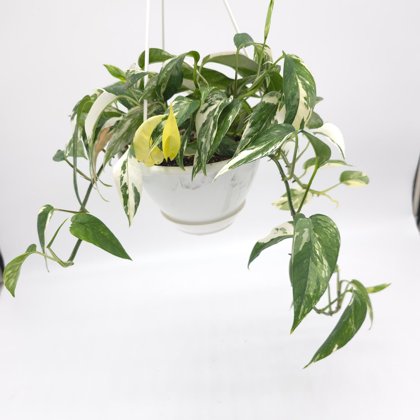 Epipremnum pinnatum albo variegata 6 inch hanging basket 825