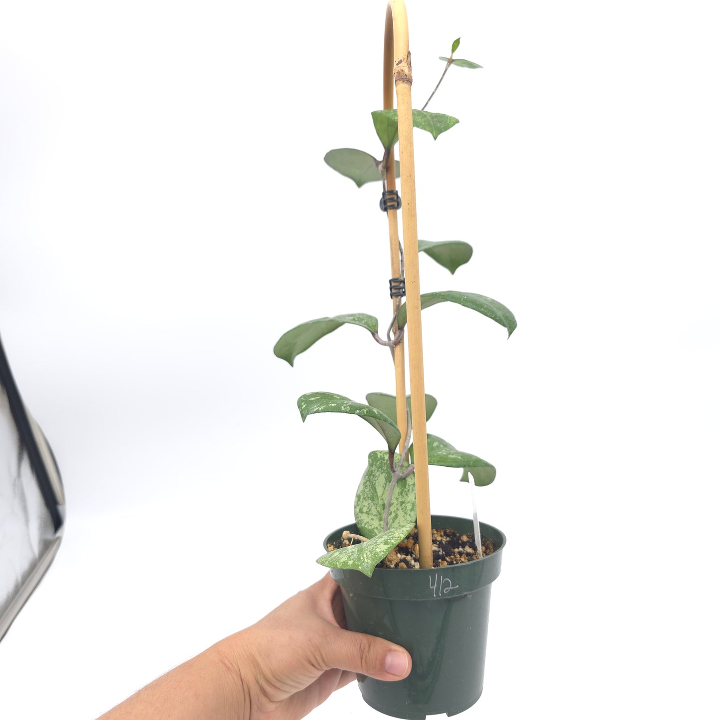 Hoya 'Michele' (MB1255) 4.5 inch pot 412