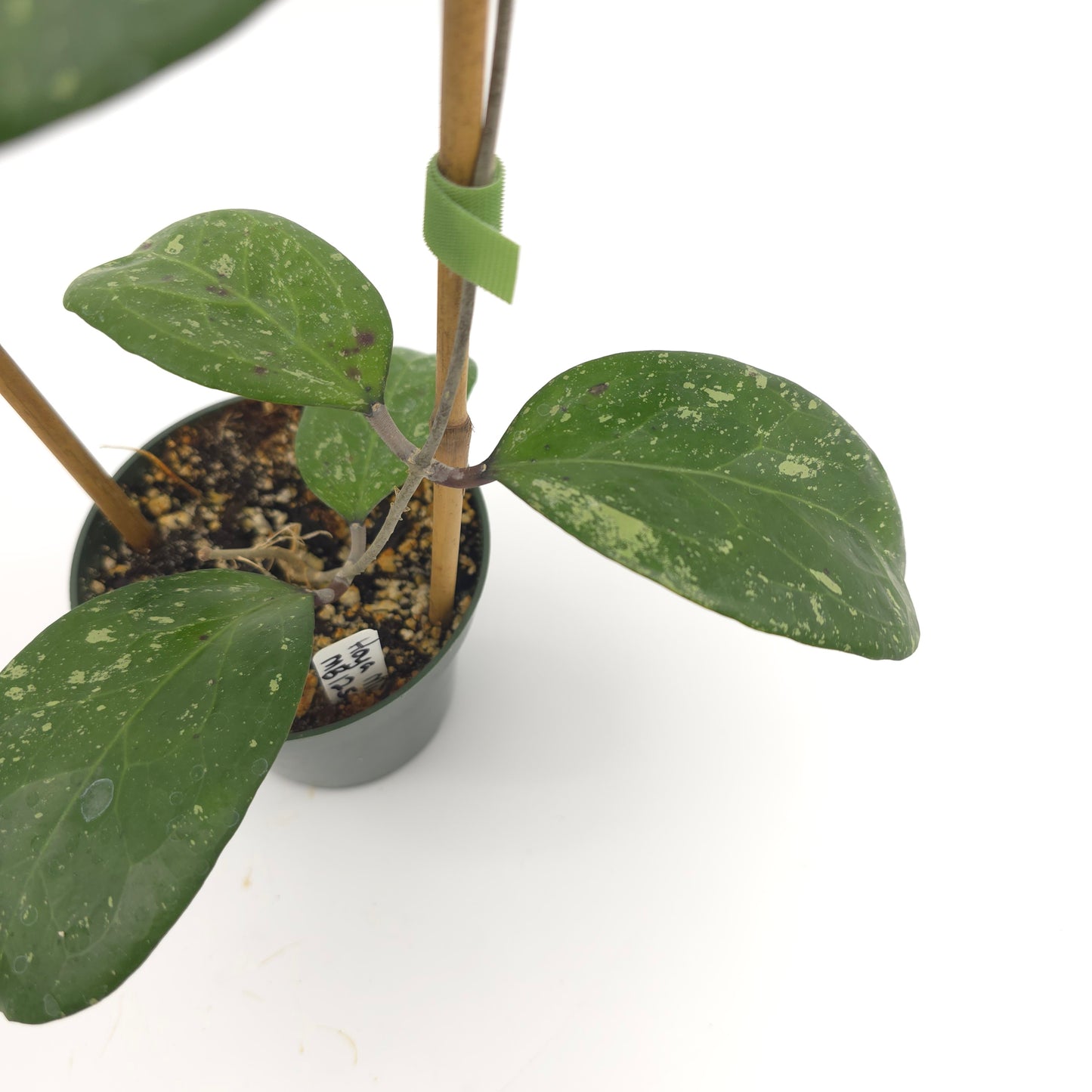 Hoya 'Michele' (MB1255) 4.5 inch pot 933