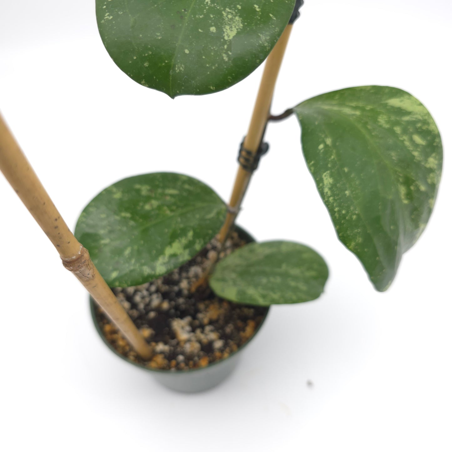 Hoya 'Michele' (MB 1255) 4.5 inch pot 808