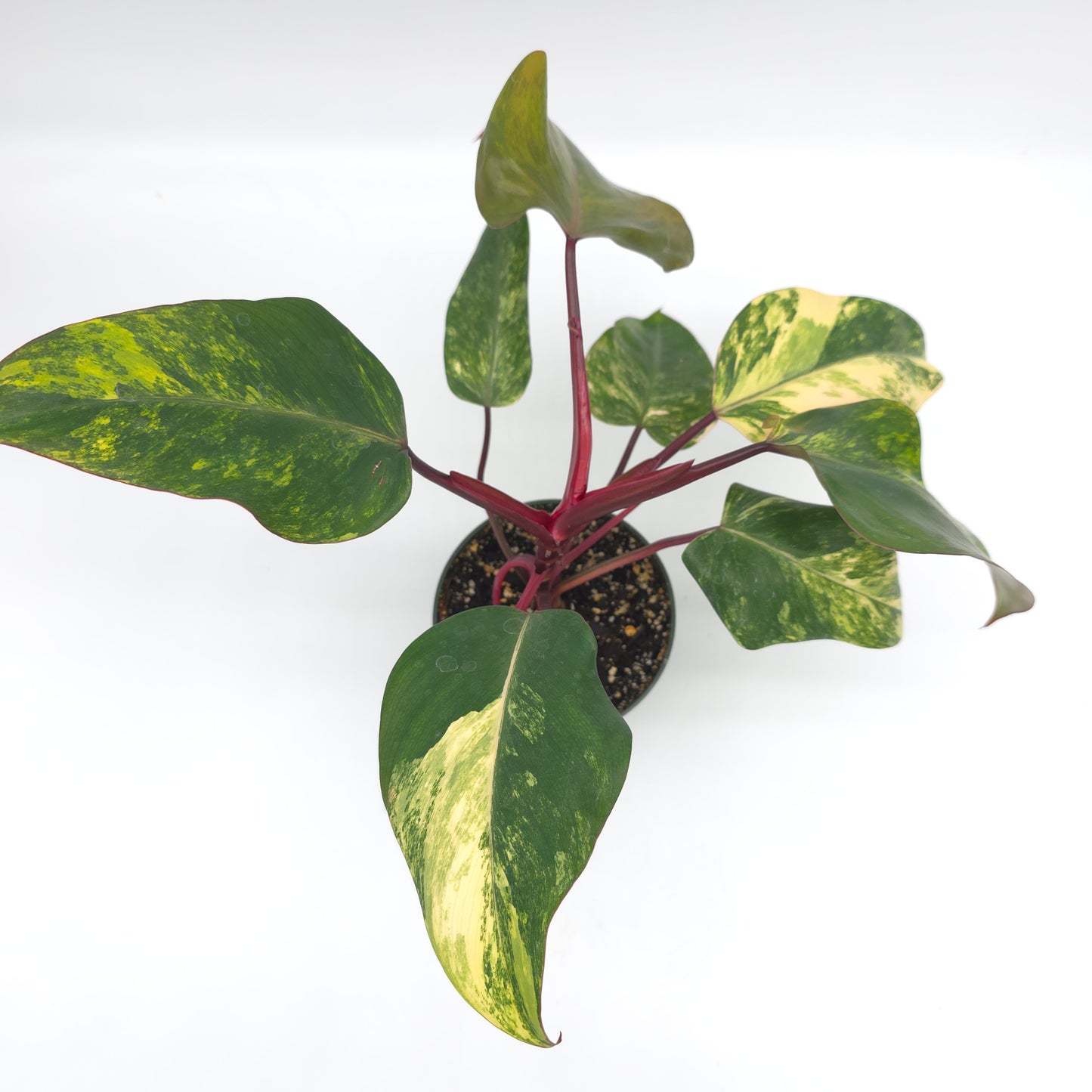 Philodendron Strawberry Shake 4.5 inch pot 727