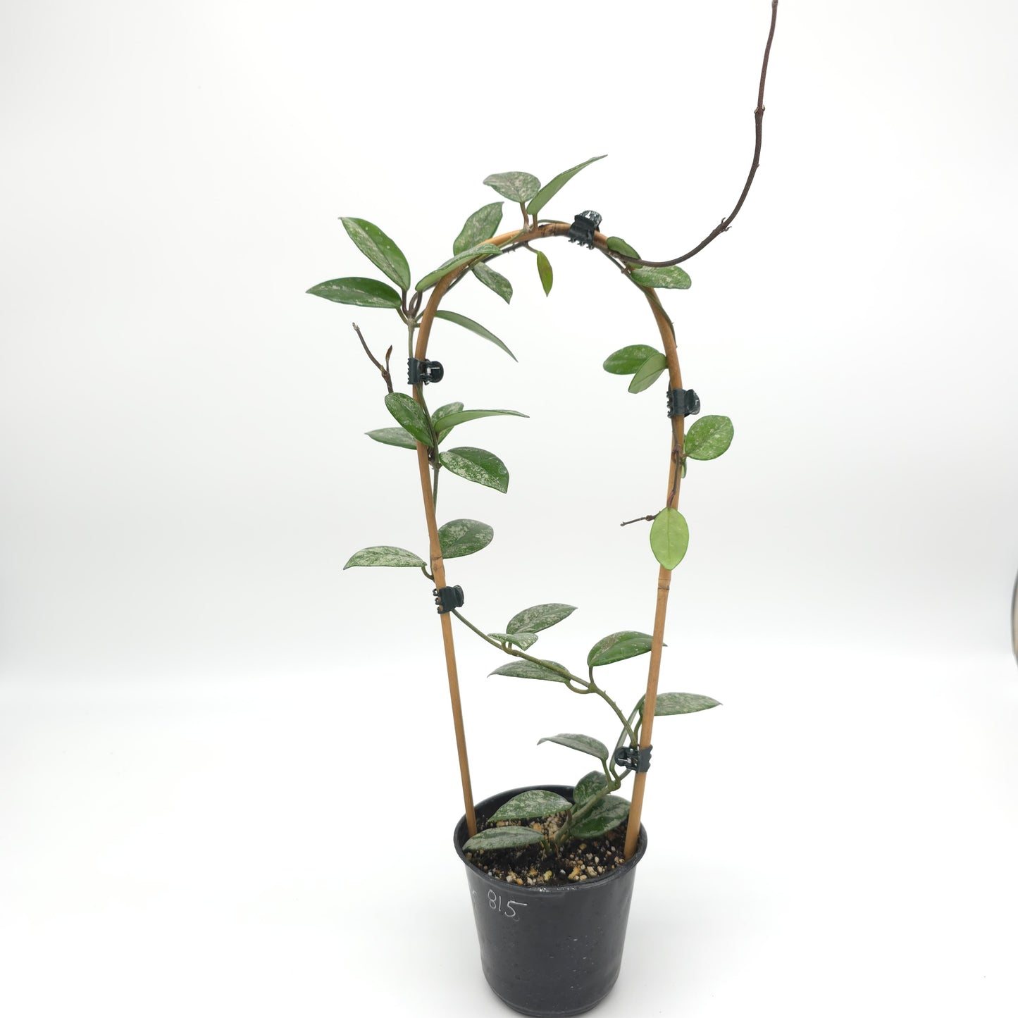 Hoya carnosa Wilber Graves China 4 inch pot 815