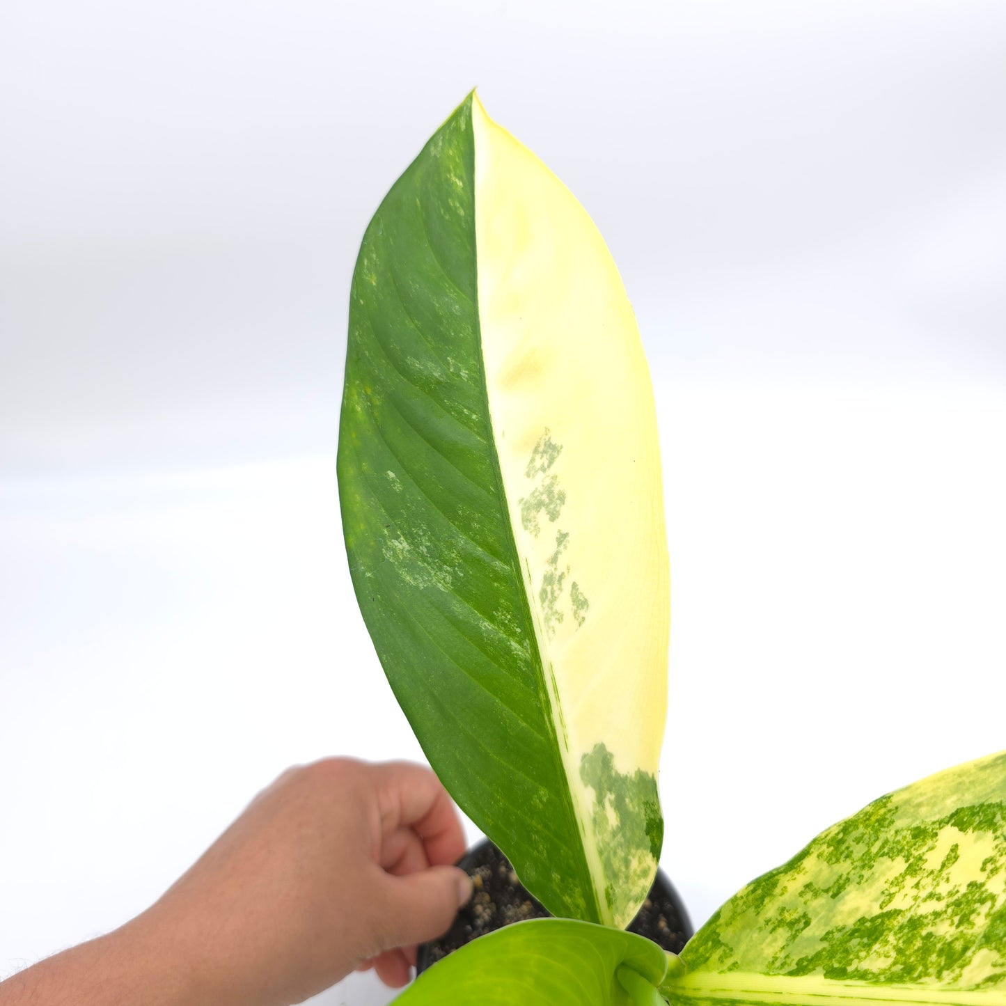 Dieffenbachia Big Ben 4 inch pot 199