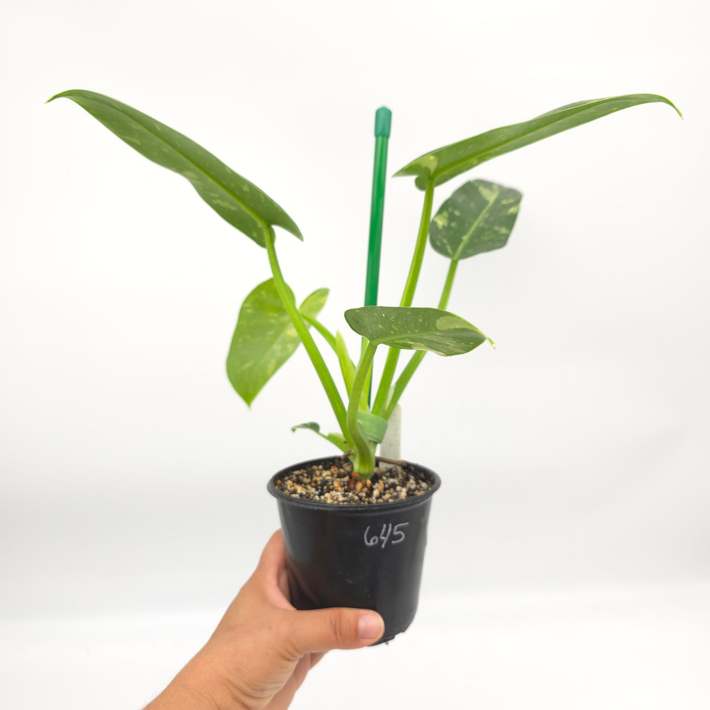 Philodendron Texas Jose Buono aka NOID 4 inch pot 645