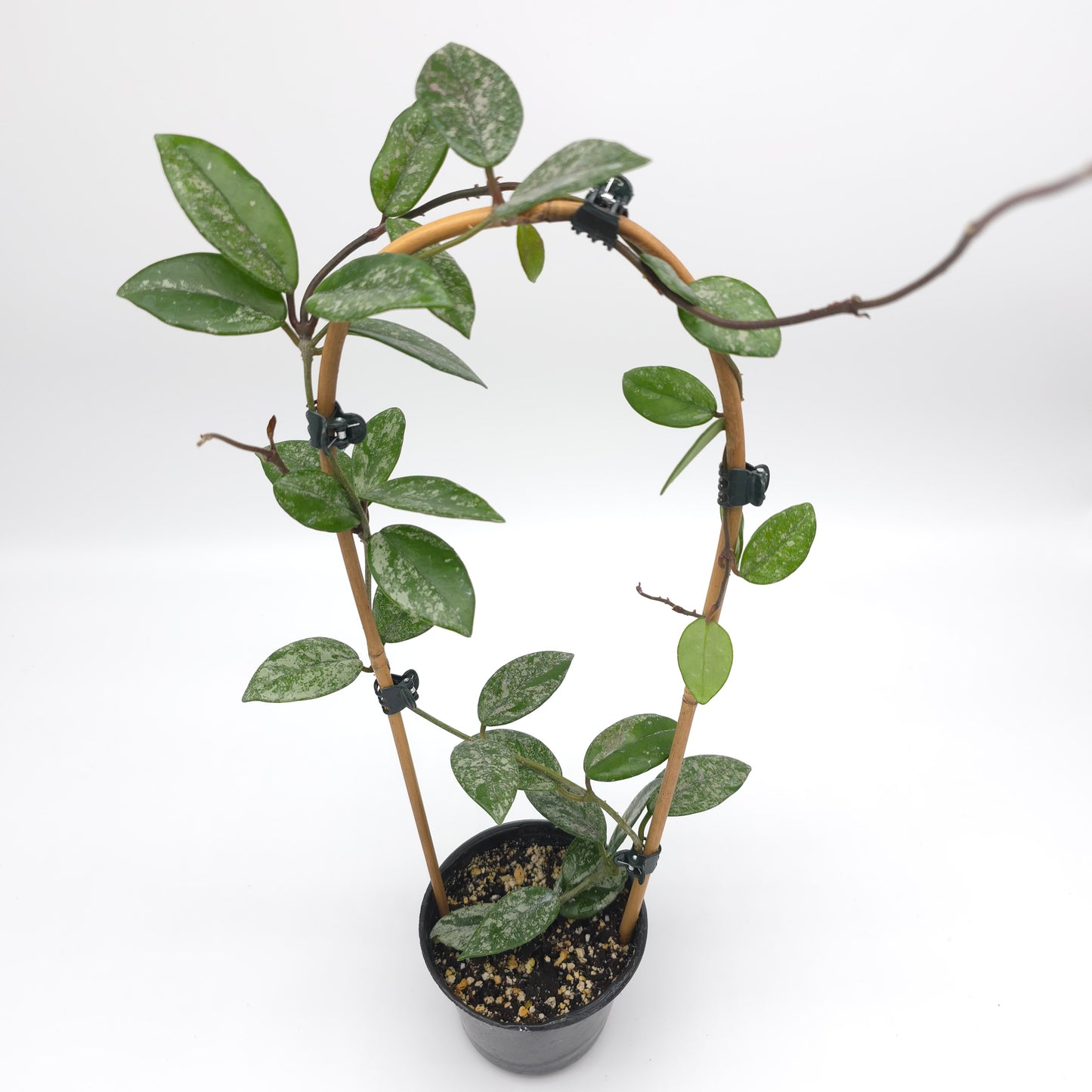 Hoya carnosa Wilber Graves China 4 inch pot 815