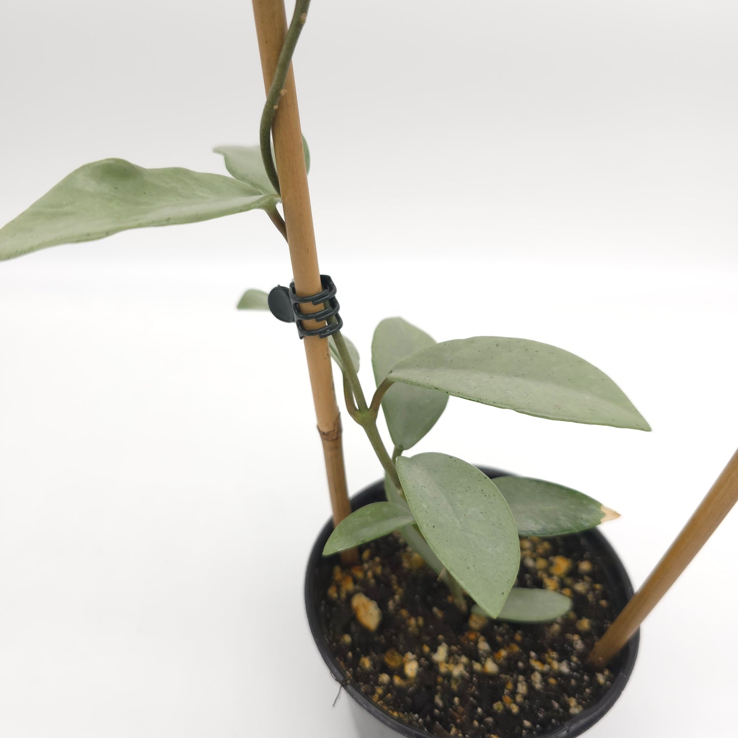 Hoya Wilber Graves Silver 4 inch pot 370