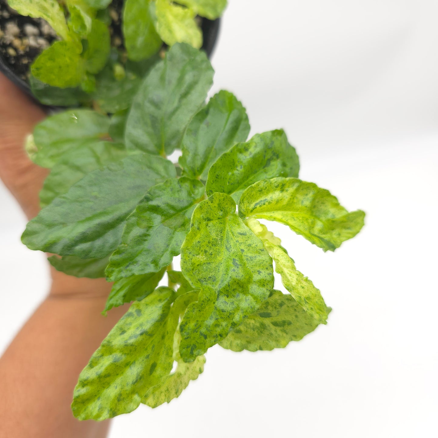Pellonia repens variegated 4 inch pot 959
