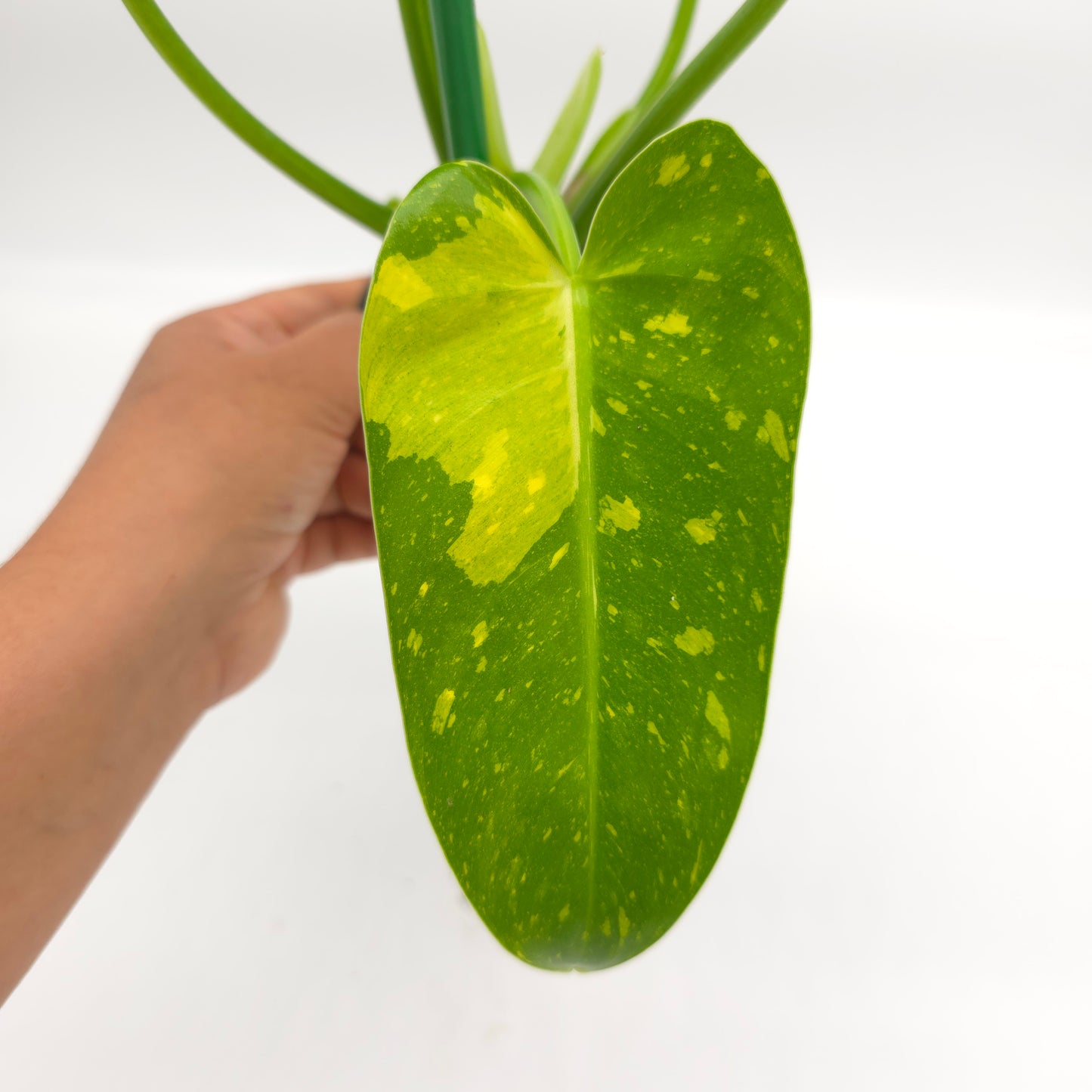 Philodendron Texas Jose Buono aka NOID 4 inch pot 645