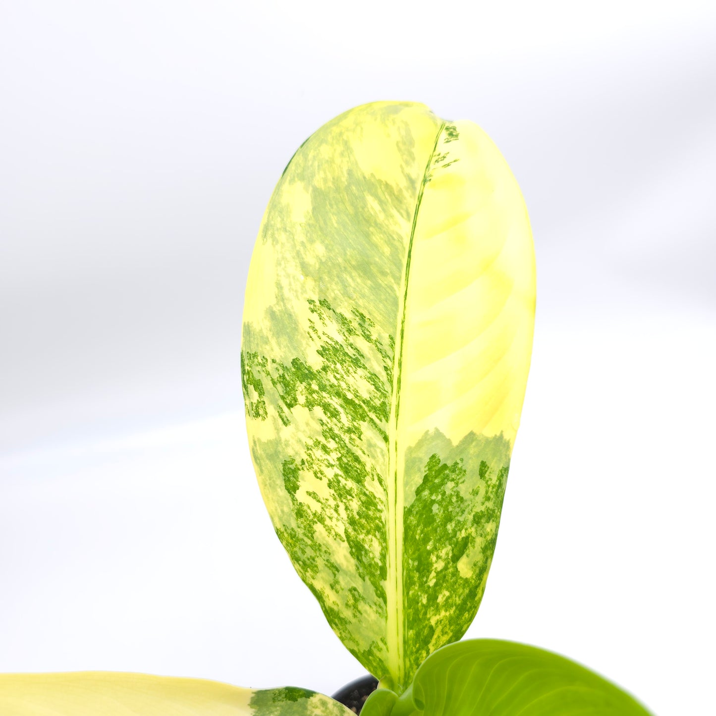 Dieffenbachia Big Ben 4 inch pot 199