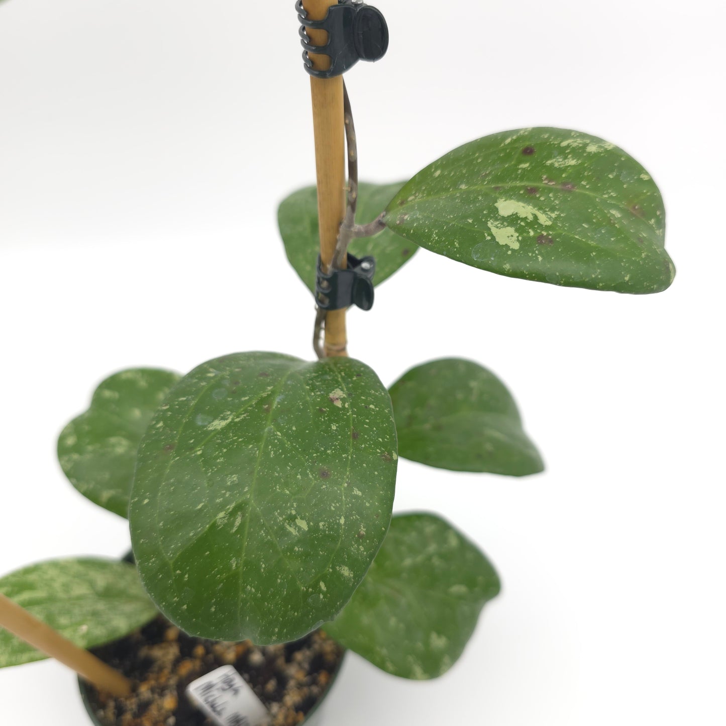 Hoya 'Michele' (MB1255) 4.5 inch pot 412
