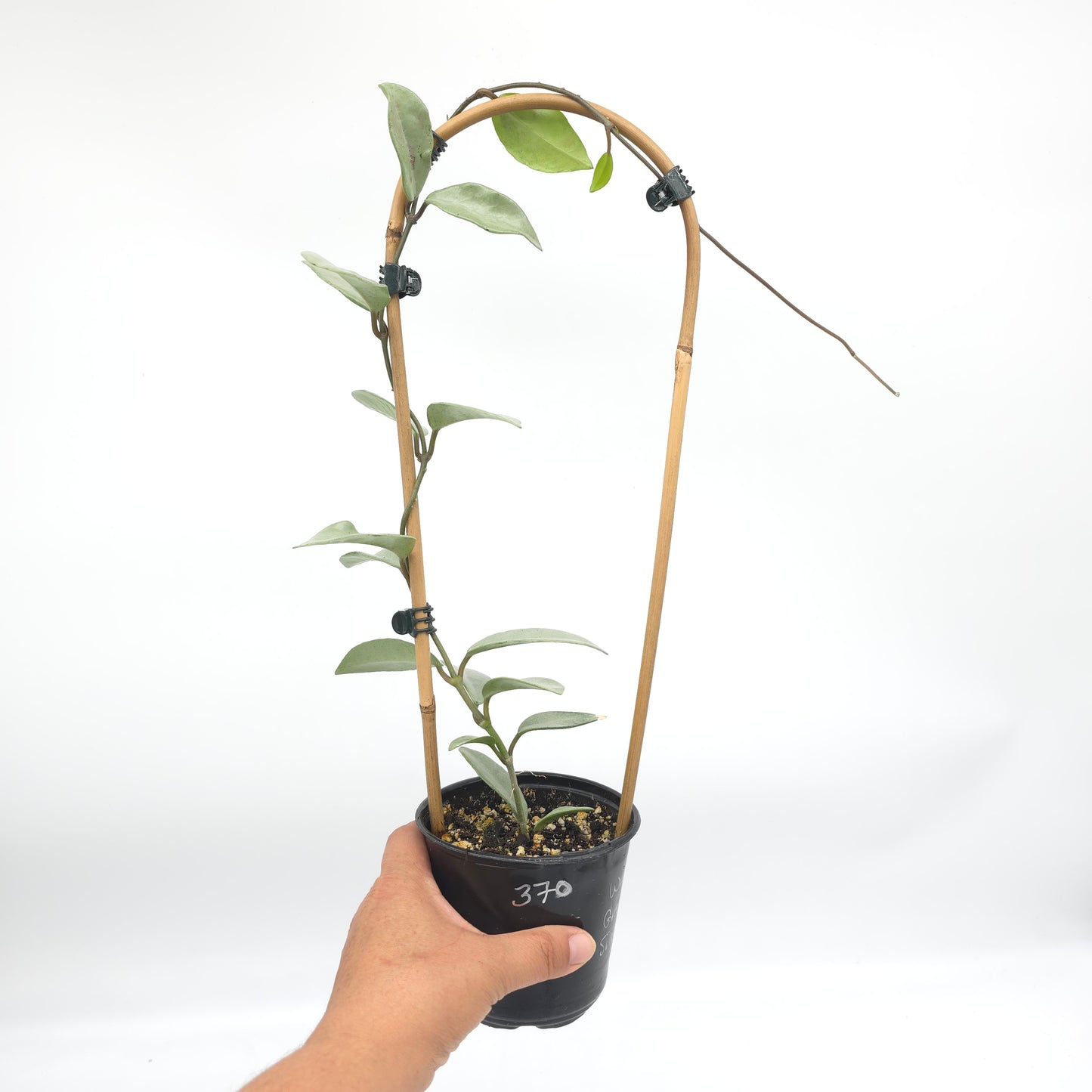 Hoya Wilber Graves Silver 4 inch pot 370