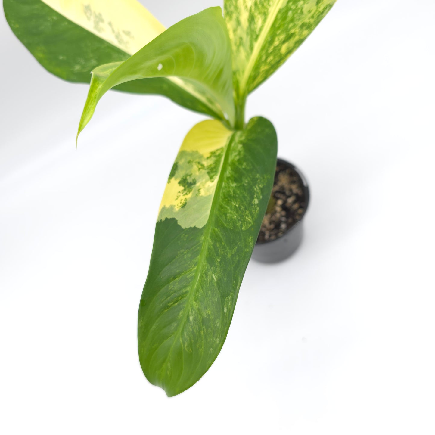 Dieffenbachia Big Ben 4 inch pot 199